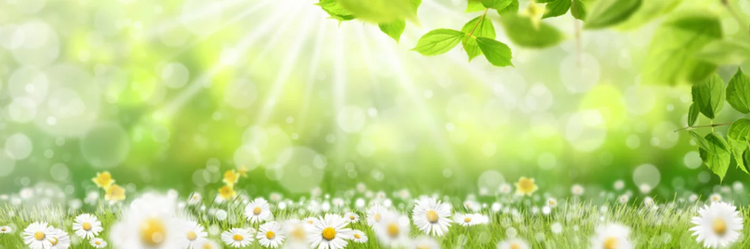 Frühlingsmotiv mit Gänseblümchen und grünem Hintergrund - Vorfrühlingsaktion MC Office Shop bis 29. März 2026