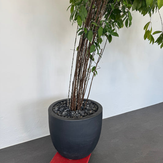 Classica Pflanzen-Topf Detailansicht Topf