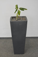 Laden Sie das Bild in den Galerie-Viewer, Top Design Pflanzen-Topf mit Inhalt - Kunststoff - Anthrazit