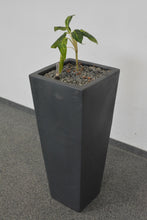 Laden Sie das Bild in den Galerie-Viewer, Top Design Pflanzen-Topf mit Inhalt - Kunststoff - Anthrazit